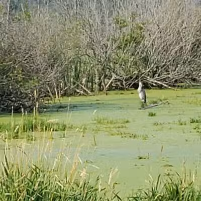Arcadia Marsh Nature Preserve - Arcadia,