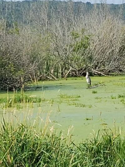 Arcadia Marsh Nature Preserve - Arcadia,