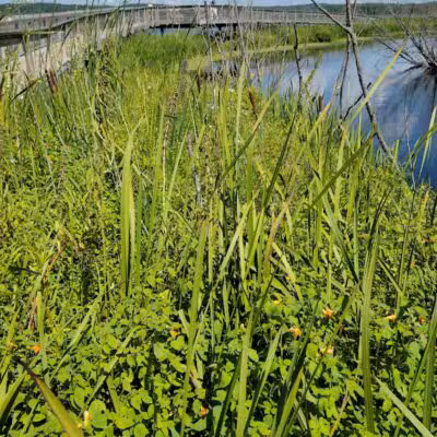 Arcadia Marsh Nature Preserve - Arcadia,