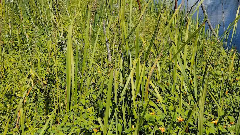 Arcadia Marsh Nature Preserve - Arcadia,