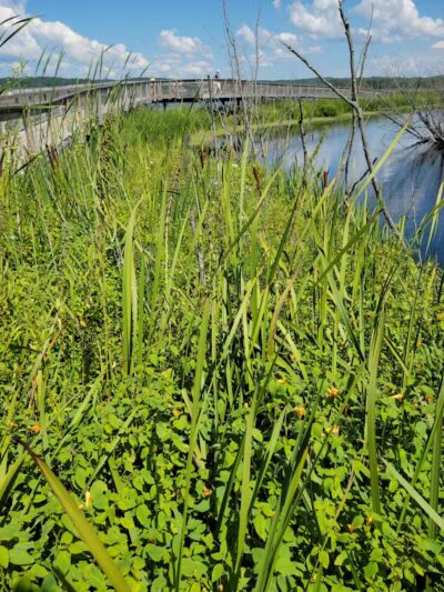 Arcadia Marsh Nature Preserve - Arcadia,