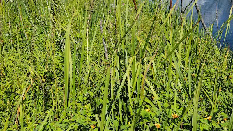 Arcadia Marsh Nature Preserve - Arcadia,