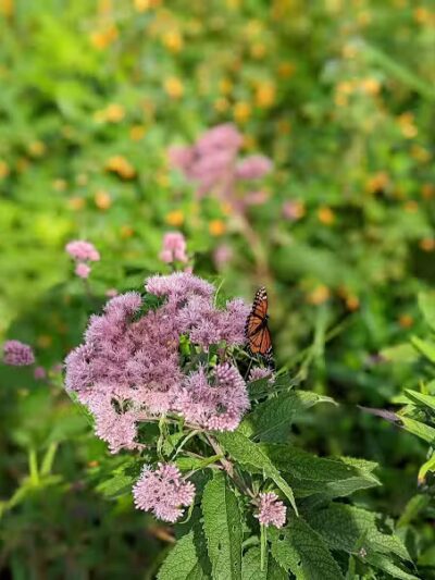 Arcadia Marsh Nature Preserve - Arcadia,