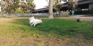 Eisenhower Park - Arcadia, CA