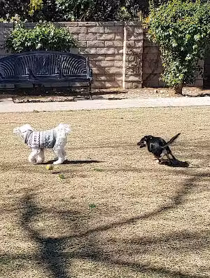 Dog park - Arcadia, CA