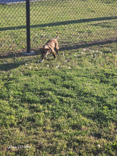 Ardmore Dog Park - Ardmore, OK