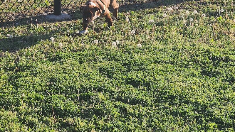 Ardmore Dog Park - Ardmore, OK