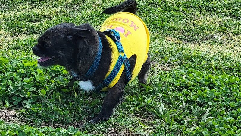 Ardmore Dog Park - Ardmore, OK