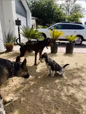 C2Z Dog Pack - Arleta, CA