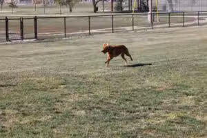 Arlington Dog Park - Arlington, NE
