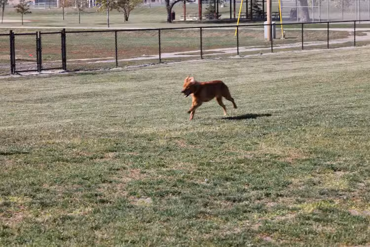 Arlington Dog Park - Arlington, NE