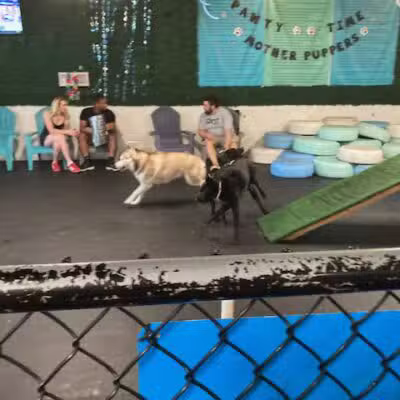 Snouts & Stouts - Indoor Dog Park & Bar - Arlington, VA