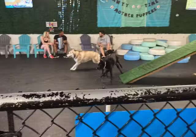 Snouts & Stouts - Indoor Dog Park & Bar - Arlington, VA