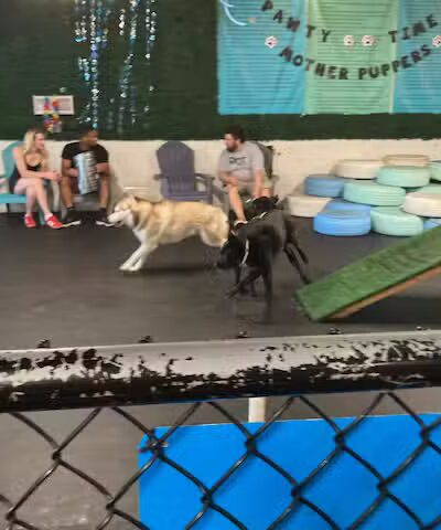 Snouts & Stouts - Indoor Dog Park & Bar - Arlington, VA