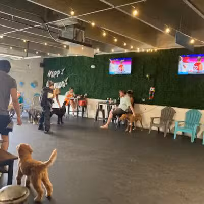Snouts & Stouts - Indoor Dog Park & Bar - Arlington, VA
