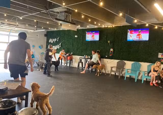Snouts & Stouts - Indoor Dog Park & Bar - Arlington, VA