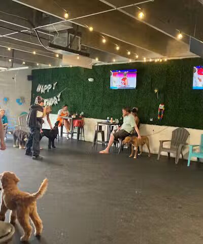 Snouts & Stouts - Indoor Dog Park & Bar - Arlington, VA