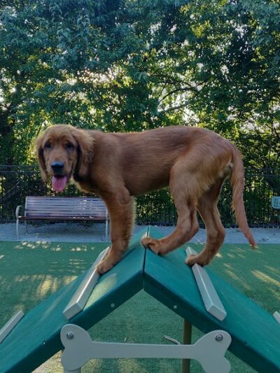 Avalon at Arlington Square Dog Park - Arlington, VA