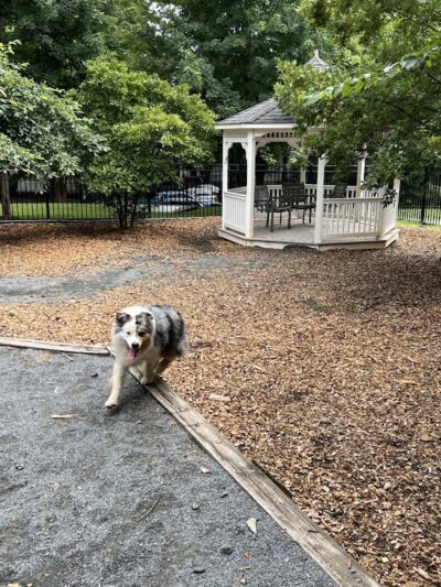 Avalon at Arlington Square Dog Park - Arlington, VA