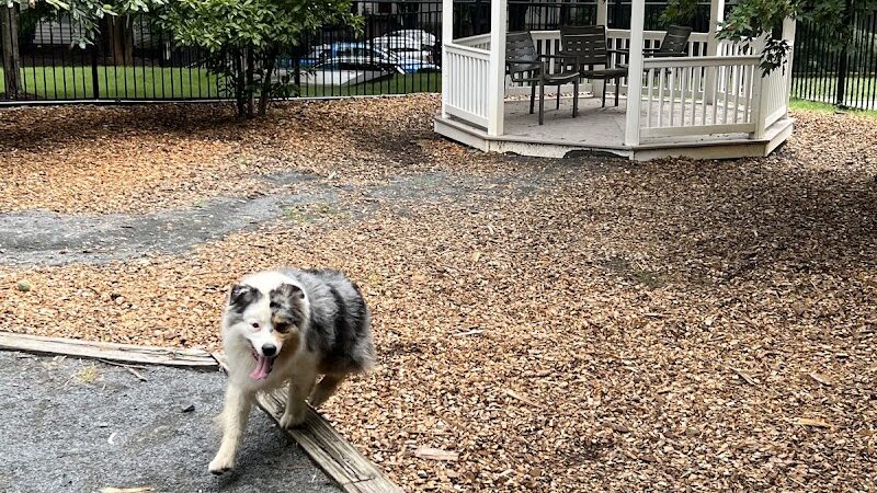 Avalon at Arlington Square Dog Park - Arlington, VA