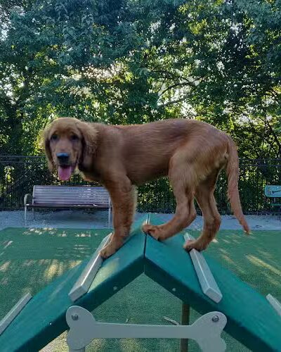 Avalon at Arlington Square Dog Park - Arlington, VA