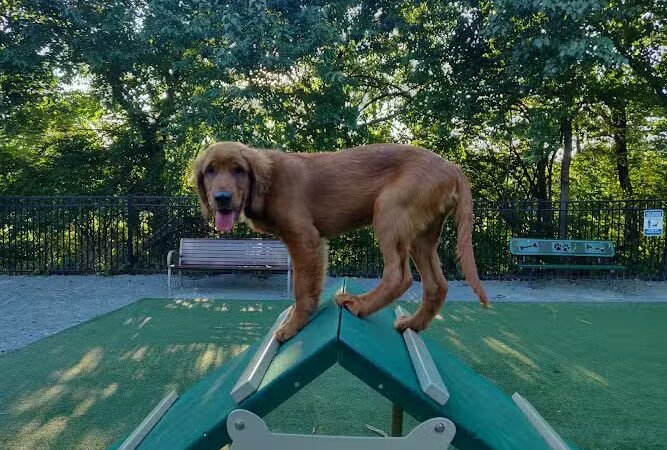 Avalon at Arlington Square Dog Park - Arlington, VA