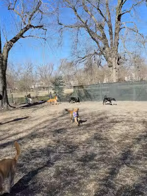 Benjamin Banneker Dog Park - Arlington, VA