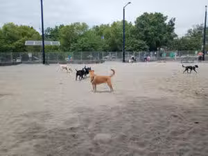 Clarendon Dog Park - Arlington, VA