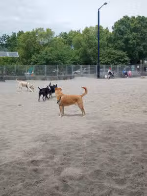 Clarendon Dog Park - Arlington, VA