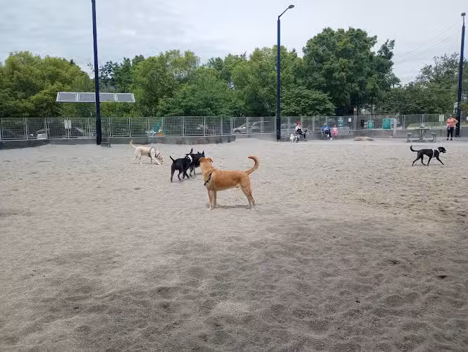Clarendon Dog Park - Arlington, VA