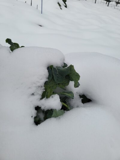 Fort Barnard Park - Arlington, VA