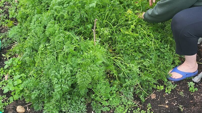 Fort Barnard Park - Arlington, VA