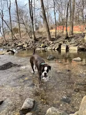 Glencarlyn Dog Park - Arlington, VA