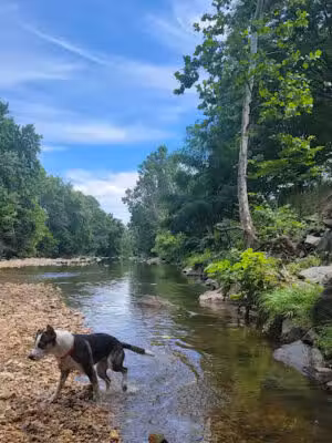 Shirlington Dog Park - Arlington, VA