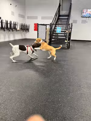 Snouts & Stouts - Indoor Dog Park & Bar - Arlington, VA