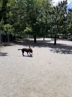 Utah Dog Park - Arlington, VA