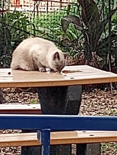 Utah Park - Arlington, VA