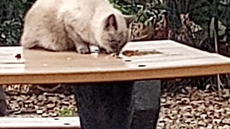 Utah Park - Arlington, VA