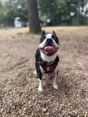 Virginia Highlands Interim Dog Run - Arlington, VA