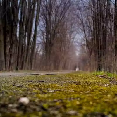 Macomb Orchard Trail - Armada,