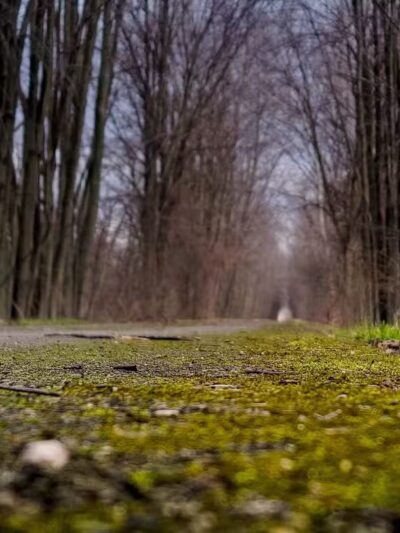 Macomb Orchard Trail - Armada,