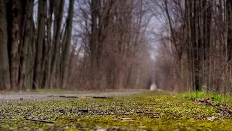 Macomb Orchard Trail - Armada,