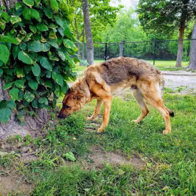 Ozark Dog Park - Arnold,