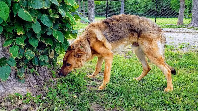Ozark Dog Park - Arnold,