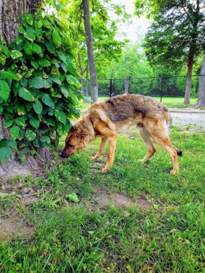 Ozark Dog Park - Arnold,