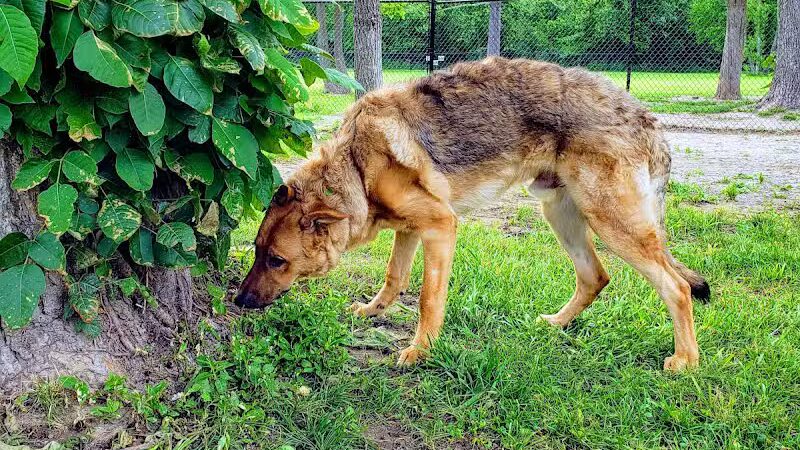 Ozark Dog Park - Arnold,