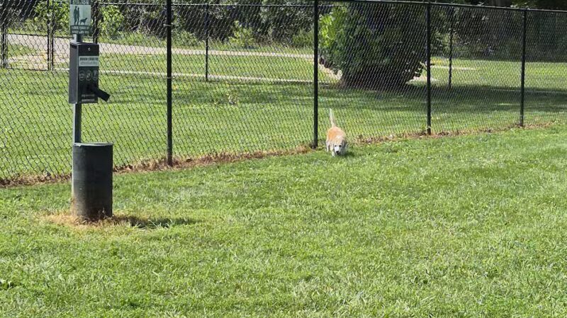 Ozark Dog Park - Arnold, MO