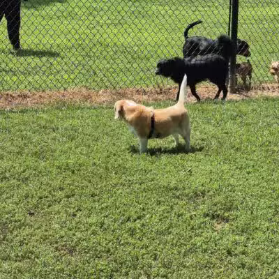 Ozark Dog Park - Arnold, MO