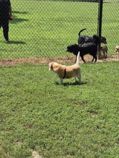 Ozark Dog Park - Arnold, MO
