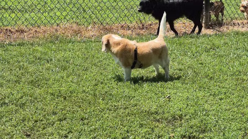 Ozark Dog Park - Arnold, MO